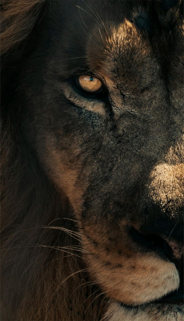 Majestic Animal – 3D Acrylic Wall Poster